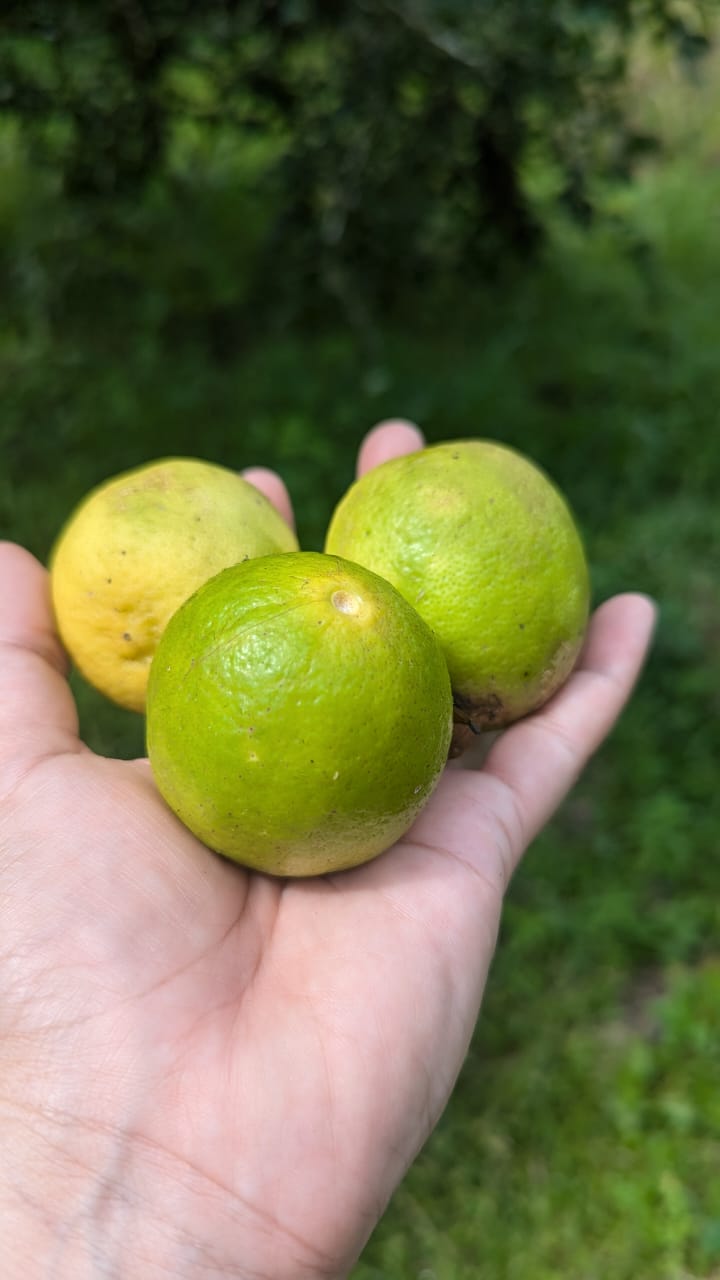 Freshly picked citrus from the garden
