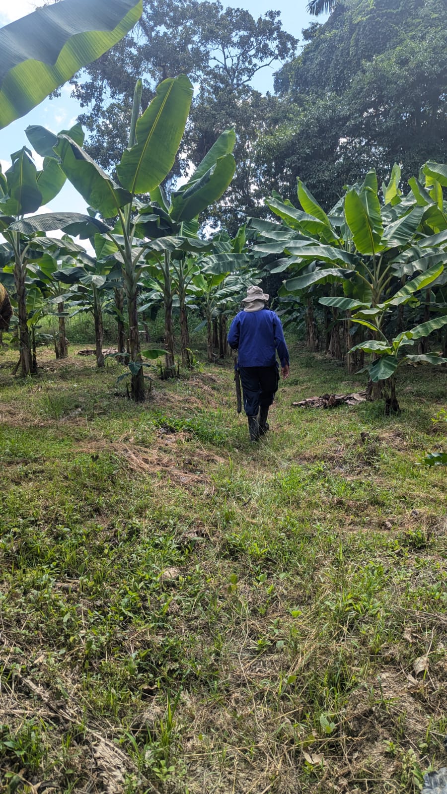 Walking through the banana grove